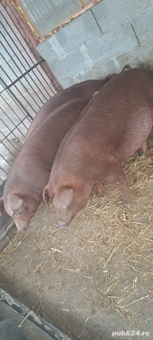 Vînd porci grași duroc 100_130kg