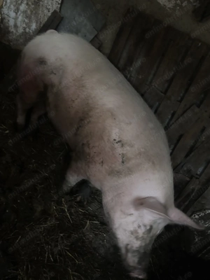 Porc de vânzare 300 kg