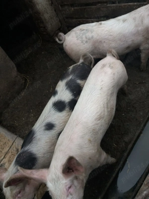 Vand porci crescuți in propria gospodărie 1000 lei bucata - imagine 2