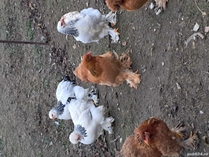 Brahma de vanzare - imagine 3