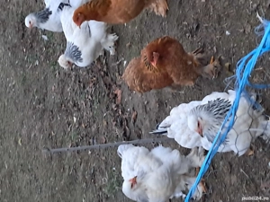 Brahma de vanzare - imagine 2