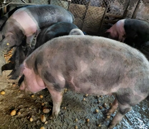 Vând PORCI din gospodărie - imagine 3