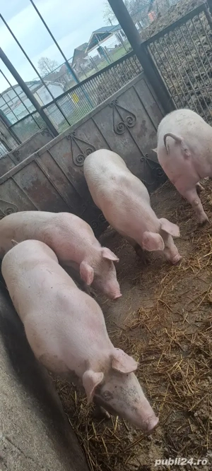 Vînd porci grași marele alb 100_140kg