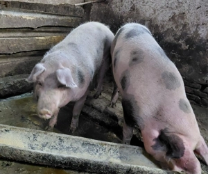 Vând PORCI din gospodărie