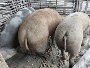 Vând PORCI din gospodărie - imagine 2