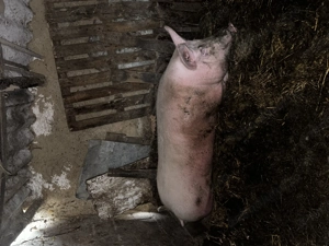 Porc de vânzare 300 kg - imagine 2