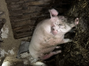 Porc de vânzare 300 kg - imagine 3