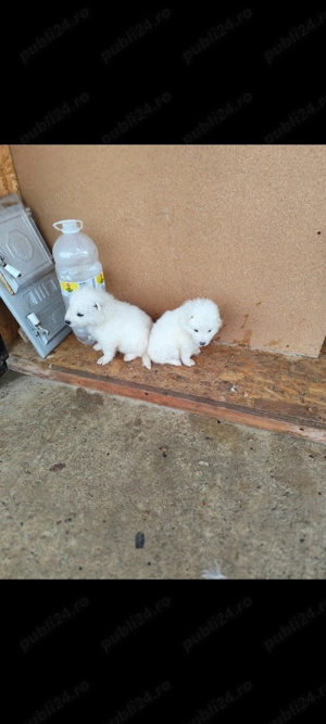  Căței rasa Samoyed 