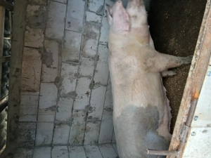 porci de vanzare