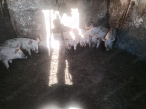 Purcei marele alb - imagine 2