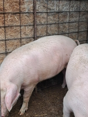 Vând porc pentru Craciun - imagine 2