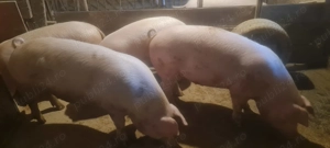 Porci de țară 100-130 kg - imagine 3