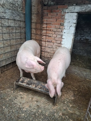 Vând porc pentru Craciun - imagine 4