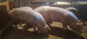 Porci de țară 100-130 kg - imagine 3