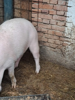 Vând porc pentru Craciun - imagine 3