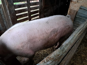 Vhnd porc pentru cracun - imagine 2