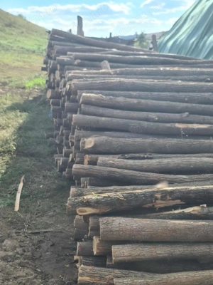  stalpi de gard din lemn de salcam 