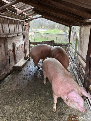 porci de vanzare - imagine 4