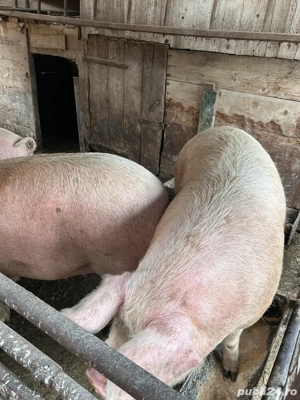 porci de vanzare - imagine 3