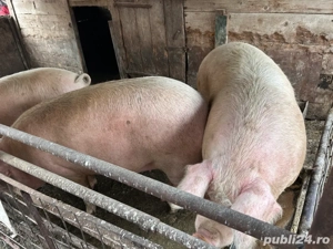 porci de vanzare