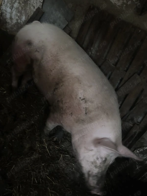 Porc de vânzare 300kg 
