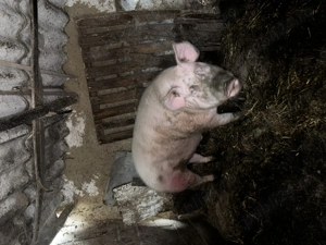 Porc de vânzare 300kg  - imagine 4