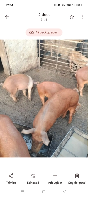 Vand purcei duros si bazna