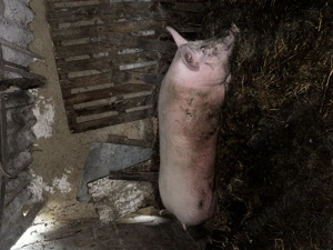 Porc de vânzare 300kg  - imagine 3