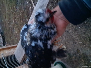 Gainusi pitice  - imagine 2