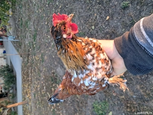 Gainusi pitice  - imagine 4