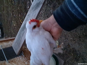 Gainusi pitice  - imagine 3