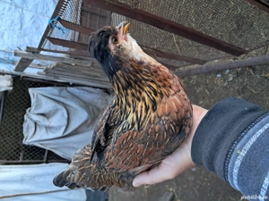 Gainusi pitice  - imagine 5