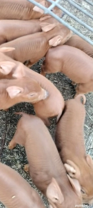 Vand purcei duroc - imagine 2