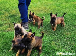 Ciobanesc Belgian fetite 6 sapt vaccinate - imagine 2