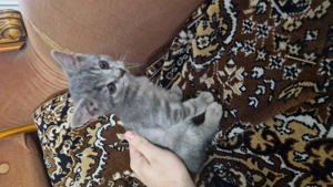 British shorthair mix with tabby