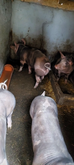 Porci de vanzare - imagine 2