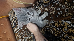 British shorthair mix with tabby - imagine 2