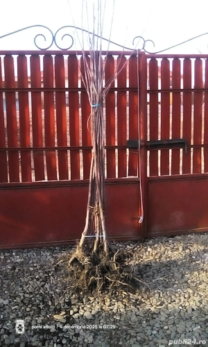 Pomi fructiferi altoiți 