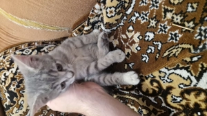 British shorthair mix with tabby - imagine 5