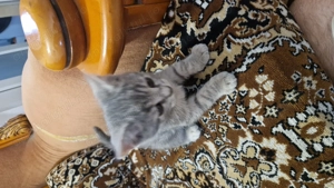 British shorthair mix with tabby - imagine 3