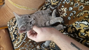 British shorthair mix with tabby - imagine 4