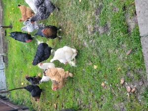 De vânzare găini  de  țară  - imagine 3