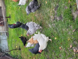 De vânzare găini  de  țară  - imagine 2