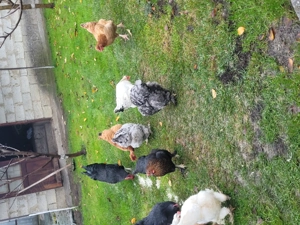 De vânzare găini  de  țară  - imagine 4