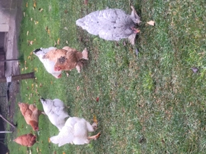 De vânzare găini  de  țară  - imagine 5