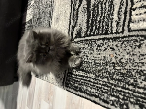 Motănel persan iubitor - imagine 2