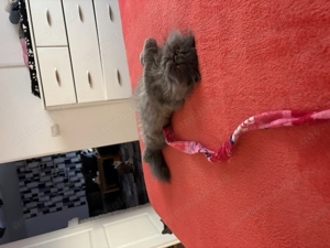 Motănel persan iubitor - imagine 4