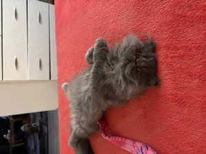 Motănel persan iubitor - imagine 3