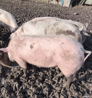 porci 150 kg-200 kg - imagine 3