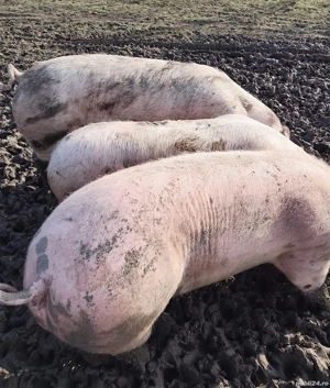 porci 150 kg-200 kg - imagine 2